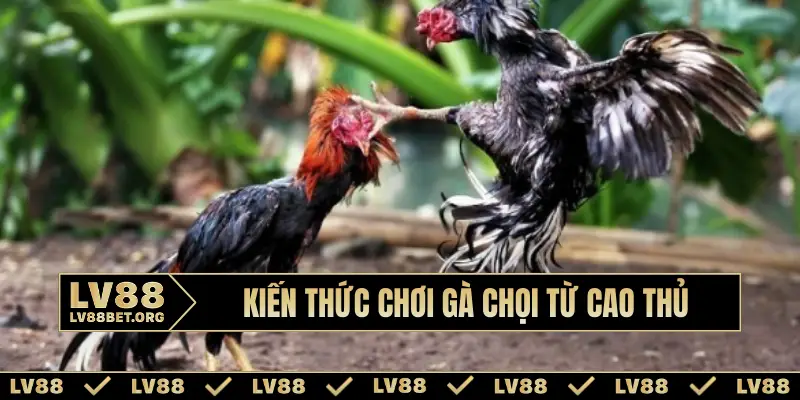 Kiến thức chơi gà chọi