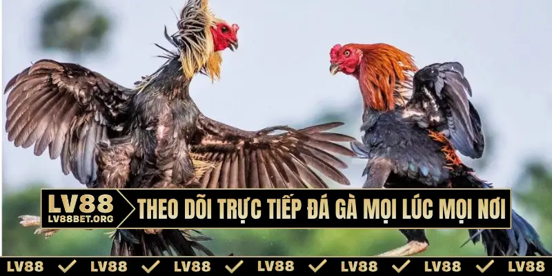 Theo dõi trực tiếp đá gà mọi lúc mọi nơi